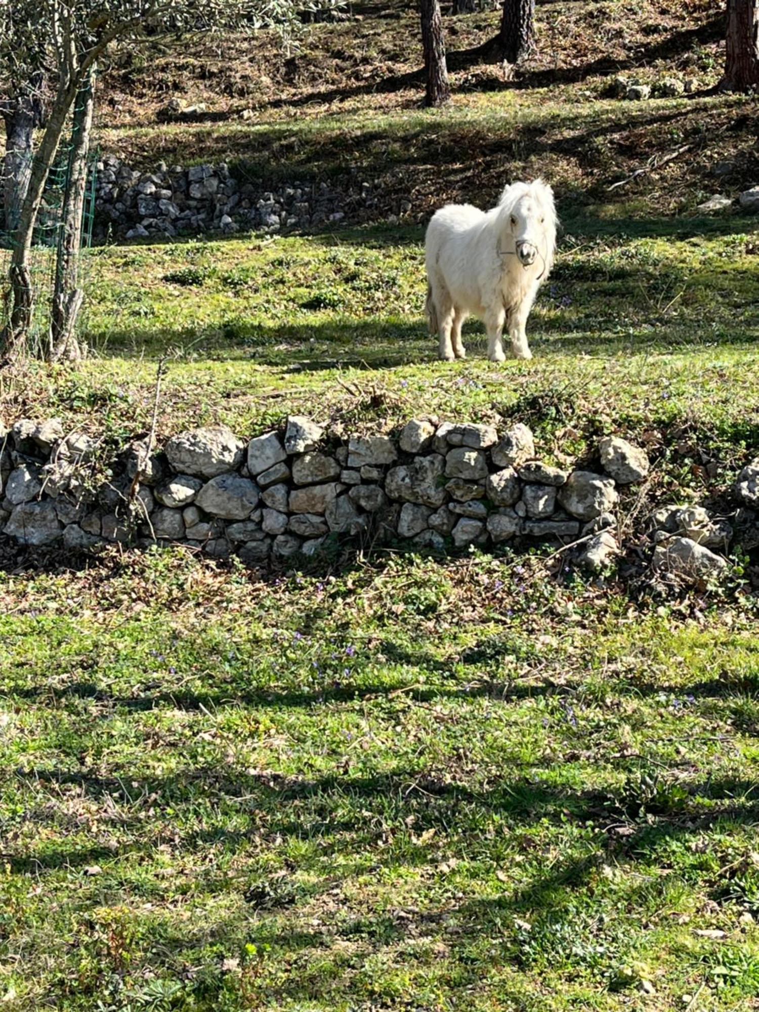 Vila Les Genets Fayence Exteriér fotografie